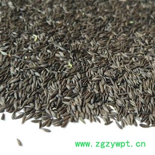 生菜籽 莴苣籽 白生菜子 黑生菜籽 白苣胜 莴苣子 下单备注要那种图2