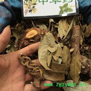 广西壮乡中草药 野生 杉木寄生 杉寄生 产地 广西柳州图2