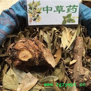 广西壮乡中草药 野生 杉木寄生 杉寄生 产地 广西柳州图3