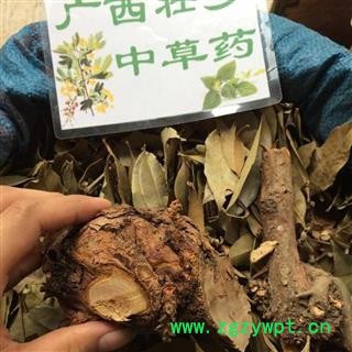 广西壮乡中草药 野生 杉木寄生 杉寄生 产地 广西柳州图4