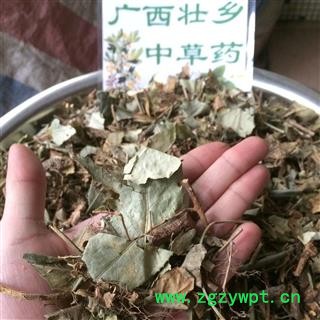 广西壮乡中草药 野生 扶芳藤 千斤藤 岩青藤 产地 广西柳州图4