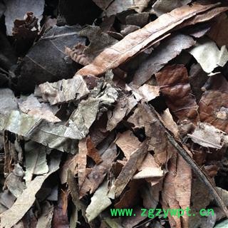 枇杷叶 统 产地 天津市图2