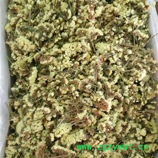 迎春花 勿忘我 黄色勿忘我 一级选货 产地 云南省图2