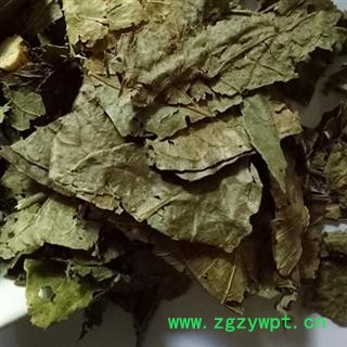 黄皮叶 黄皮叶统货 产地 广西壮族自治区 买好药找娟子图2