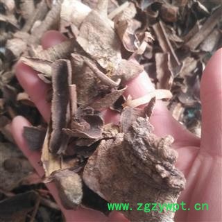 新辉药业救必应  铁冬青图2