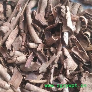 新辉药业救必应  铁冬青图3