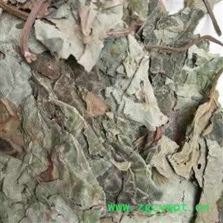 圣草康园臭梧桐叶  海州常山 八角梧桐 追骨风 后庭花 香楸 泡火桐图2