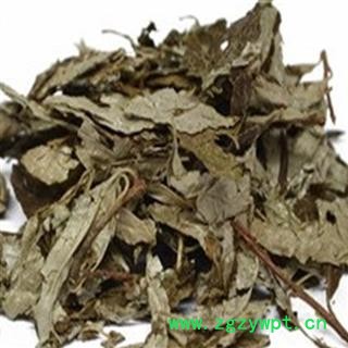 吉康药业胡秃子叶 胡颓子 胡秃子叶幽谷巨人图2