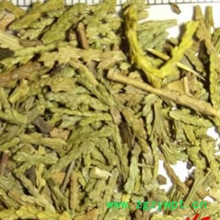 吉康药业 侧柏叶  刺柏叶 侧柏树叶 侧柏树叶  香柏 扁柏 柏树图2