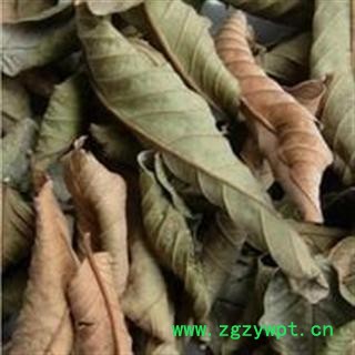 吉康药业番石榴叶/鸡矢茶/番桃叶/ 番石榴心另有番石榴干图2