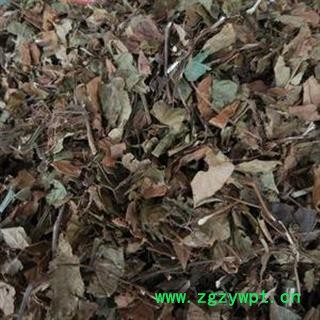 吉康药业葫芦茶 剃刀柄 金剑草 咸鱼草图2