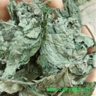 新辉药业优质楮叶 褚桃叶图2