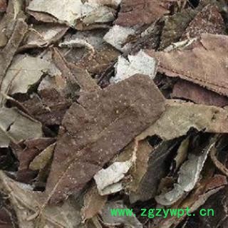 新辉药业胡颓子叶图2