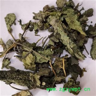 新辉药业楮叶 楮树叶图2