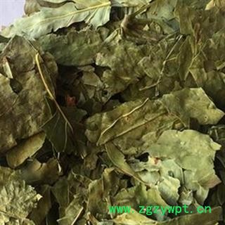 新辉药业丁香叶 毛野丁香叶图2