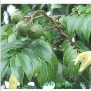 沙糖木 沙塘木 珊瑚树、香柄树、柄饭树、麻油香、草禾树、高栌树、山猪肉、沙掌树图3