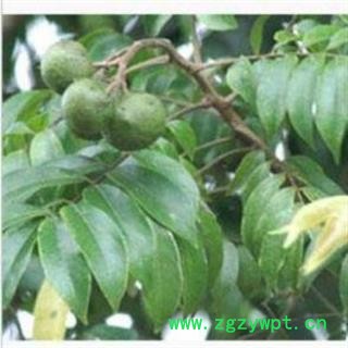 沙糖木 沙塘木 珊瑚树、香柄树、柄饭树、麻油香、草禾树、高栌树、山猪肉、沙掌树图2