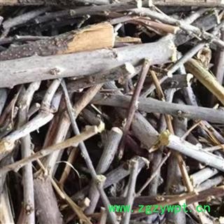 水柏枝 砂柳 正品保证质量7天无理由退货退款 华安堂图3