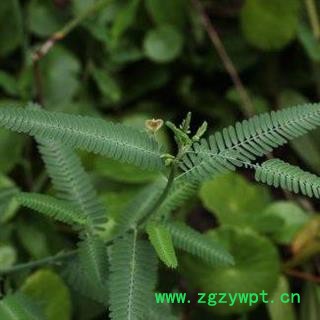 梗通草 正品保证质量7天无理由退货退款 华安堂图2