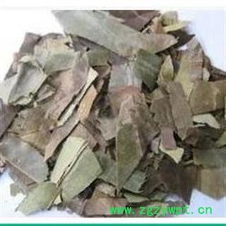 吉康药业冬青叶 四季青叶 红冬青 油叶树 四季红图2