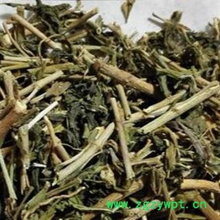 圣草康园常春藤 土鼓藤 钻天风 三角风 散骨风 枫荷梨藤图2