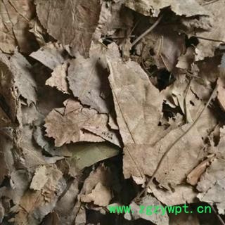 黑面将军  马来西亚化石草 正品保证质量 安品堂图2