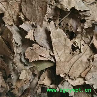 黑面将军  马来西亚化石草 正品保证质量 安品堂图4