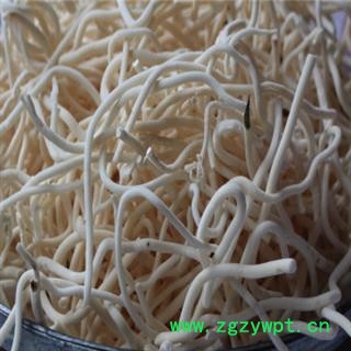 新辉药业正品小通草 统 产地 四川  优质无硫图2