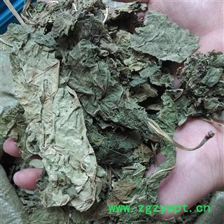 桑叶 青桑叶好统货 干净无杂质 产地 山东省图2