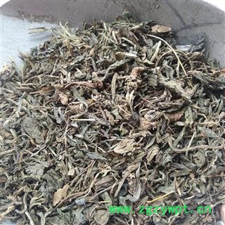 大青叶 统段 产地 山东省图2