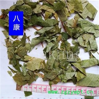 淫羊藿 生02 黑龙江图3