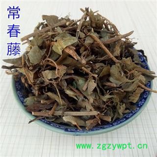 常春藤 枫荷梨藤 三角风 钻天风 散骨风 正品保证质量7天无理由退货退款 华安堂图4