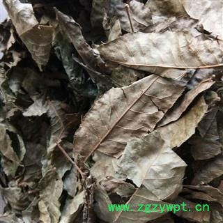 青钱柳叶  摇钱树 麻柳 青钱李 山麻柳 山化树  纯叶  产地 江西省图2