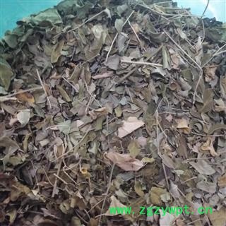 新辉药业辣木叶  鼓吹树叶  纯天然新货图3