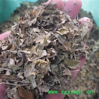 新辉药业辣木叶  鼓吹树叶  纯天然新货图2