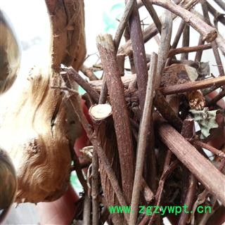 圣草康园扭肚藤 假素馨 白花菜 毛毛茶 统节图2