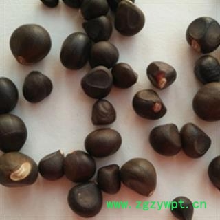 新辉药业正品文冠果  文冠木图2