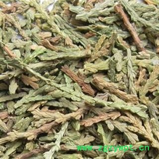 侧柏叶 选 质量保证  物美价廉 产地 山东省图2