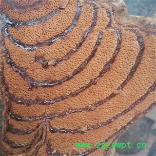 鸡血藤 选 产地 广西壮族自治区 华美中药 产地直销 重在品质图2