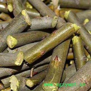 柳枝 柳树枝正品保证质量7天无理由退货退款 安品堂图3