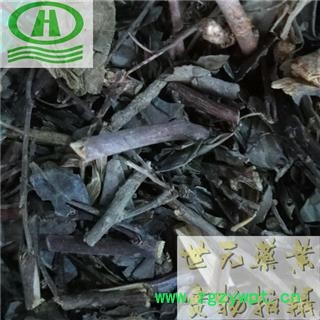 世元药业 黑面神 正品 别称-钟馗草 狗脚刺 鬼画符 青凡木 铁甲将军 夜兰茶 锅盖仔 四眼草 乌漆臼 青漆 山树兰 狗脚利图2