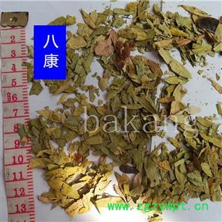 泻叶 番泻叶统货图3