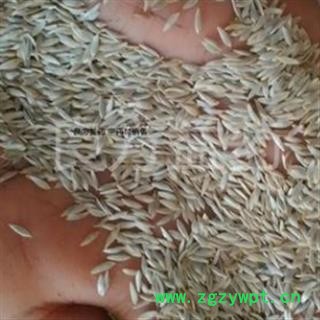 新辉药业正品白巨胜 莴苣子图2