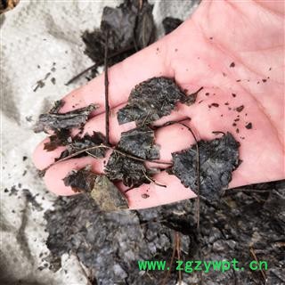 新辉药业中药材苦丁茶 毛冬青叶  无硫干货图2