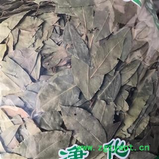 新辉药业调料香叶  新货颜色好香味浓图3