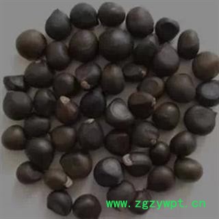 吉康药业文冠果  文冠木 文官果 土木瓜 温旦革子图2