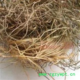 韭菜根 草钟乳 起阳草 洗肠草 壮阳草 长生草 华安堂图2