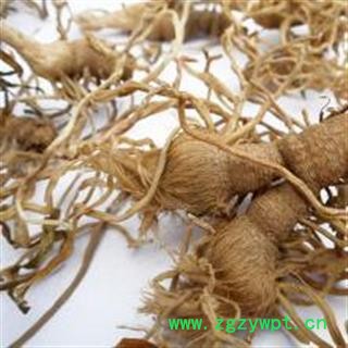 韭菜根 草钟乳 起阳草 洗肠草 壮阳草 长生草 华安堂图4