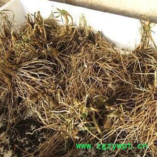 韭菜根 草钟乳 起阳草 洗肠草 壮阳草 长生草 华安堂图3