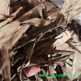 榕树叶 落地金钱 小榕叶 正品保证质量7天无理由退货退款 安品堂图3